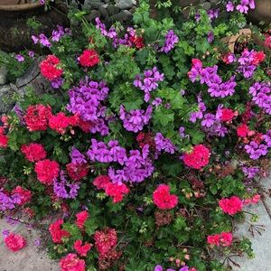 Meet your Posher, Shanil